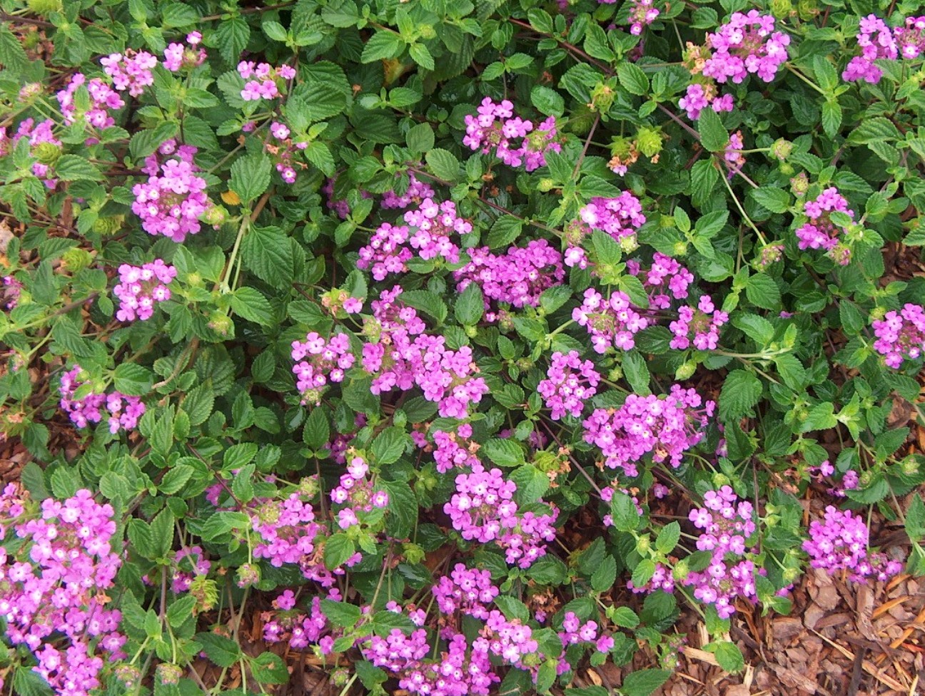 Online Plant Guide Lantana camara 'Patroit Dark Purple' / Patriot